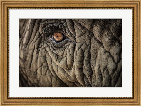 Framed Elephant Close Up II Print