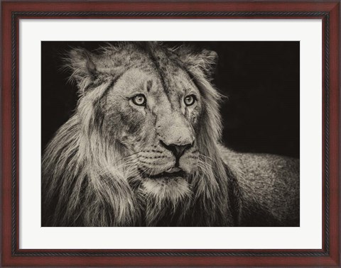 Framed Lion Sepia Print