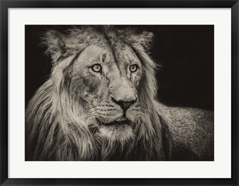 Framed Lion Sepia Print