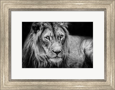 Framed Lion II - Black &amp; White Print