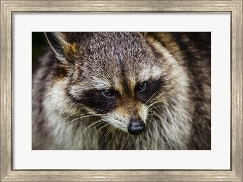 Framed Raccoon Print