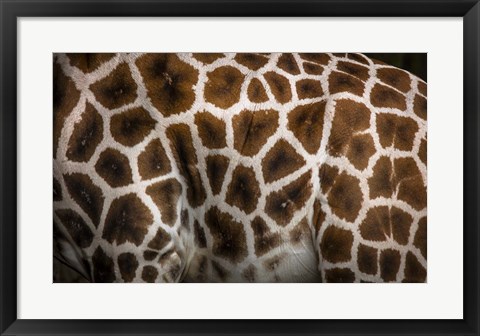 Framed Giraffe Print