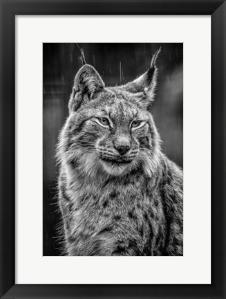 Framed Lynx in the Rain - Black &amp; White Print