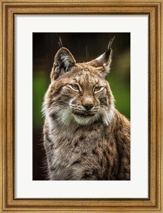Framed Lynx in the Rain Print