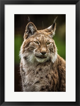 Framed Lynx in the Rain Print
