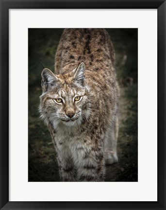 Framed Young Lynx Looking Up Print