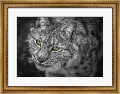 Framed Lynx Eyes Print