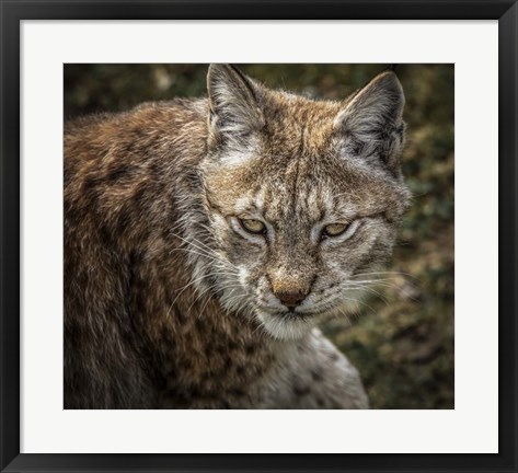 Framed Lynx II Print