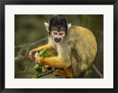 Framed Cute Monkey Print