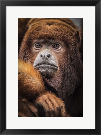 Framed Oranje Monkey Print