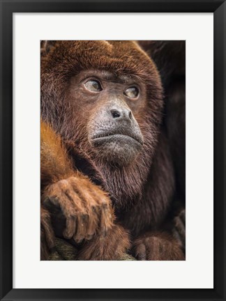 Framed Oranje Monkey II Print