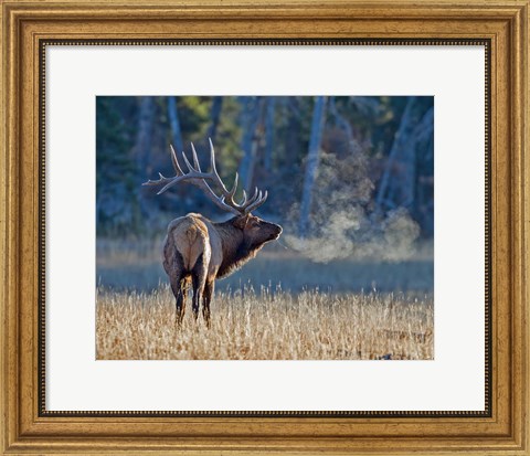 Framed Bull elk Print