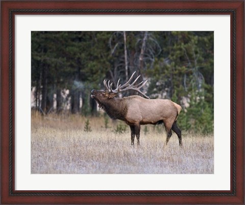 Framed Bull Elk Bugling Print