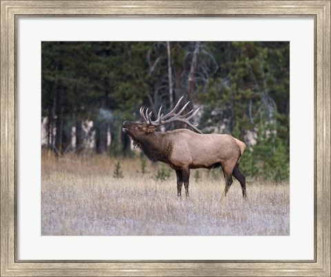 Framed Bull Elk Bugling Print