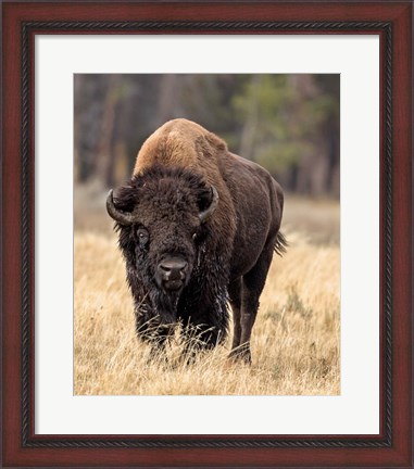 Framed Bull Bison Print