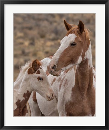 Framed Gypsy &amp; Sentinel - S Steens Wild Mustangs Print
