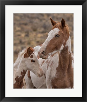 Framed Gypsy &amp; Sentinel - S Steens Wild Mustangs Print