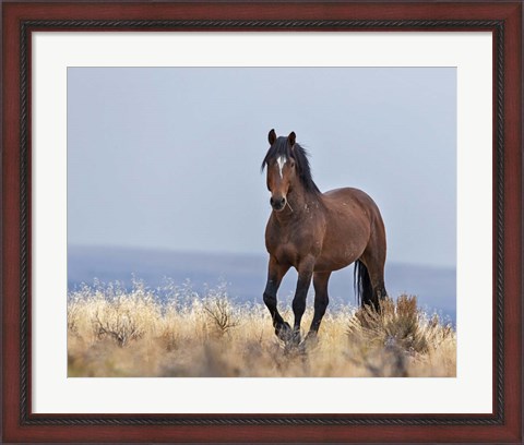 Framed Cherokee - S Steens Wild Stallion Print