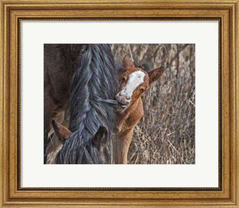 Framed Ochoco Wild Foal - Big Summit HMA Print