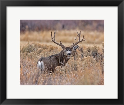 Framed Mule Deer Buck II Print