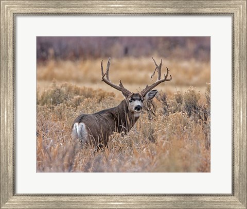 Framed Mule Deer Buck II Print
