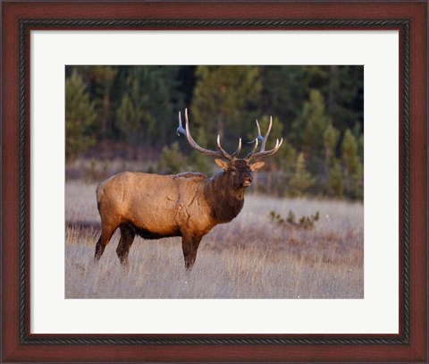 Framed Bull Elk Print