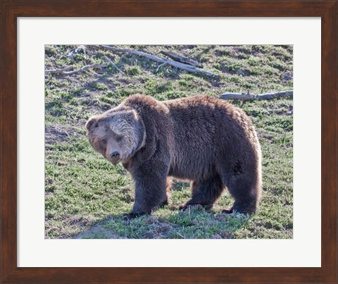 Framed Grizzly Bear Boar II Print