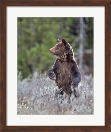 Framed Grizzly Two Year Old Print