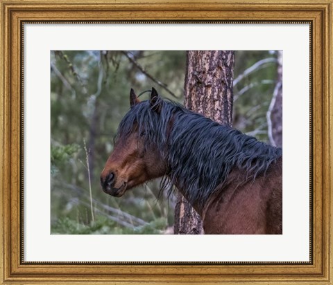 Framed Ochoco Bay Stallion Print