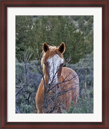 Framed Filly - Palomino Buttes Print
