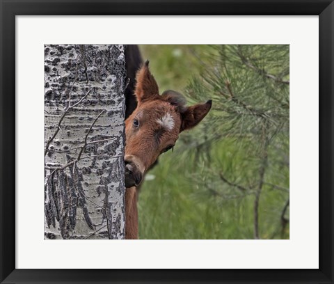 Framed Ochoco Foal - Ochoco Print