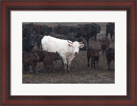 Framed White Steer Print
