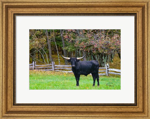 Framed Black Steer Print