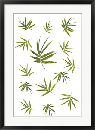 Framed Bamboo Leaf Collection Print