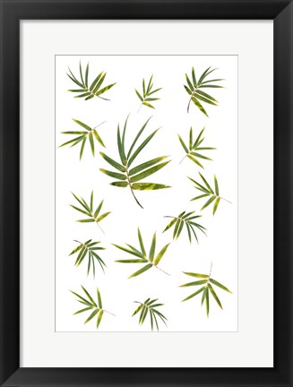 Framed Bamboo Leaf Collection Print