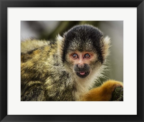 Framed Cute Monkey V Print