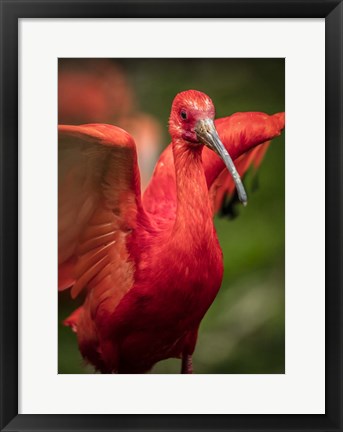 Framed Red Bird III Print