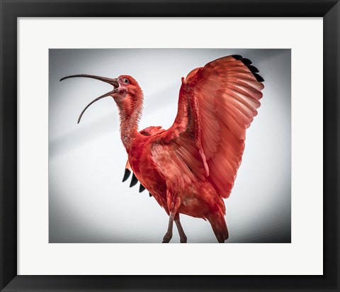 Framed Red Bird IIII Print