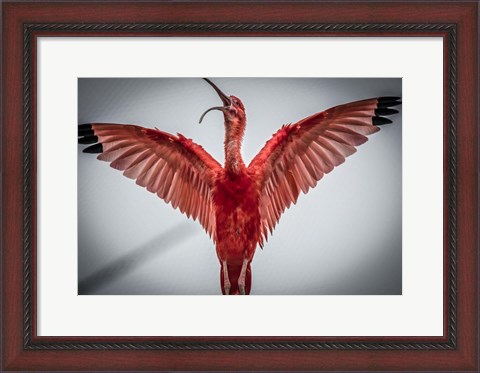 Framed Red Bird VI Print