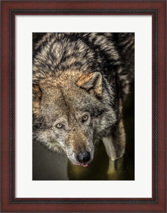 Framed Wolf in the Water Print