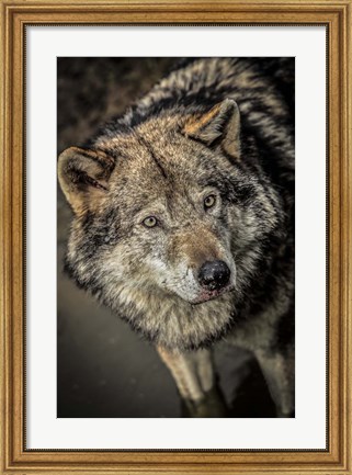 Framed Wolf in the Water II Print