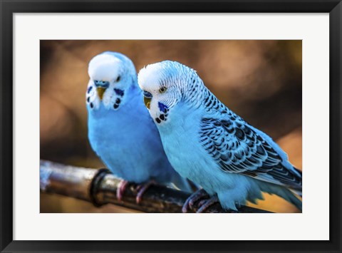 Framed Blue Birds Print