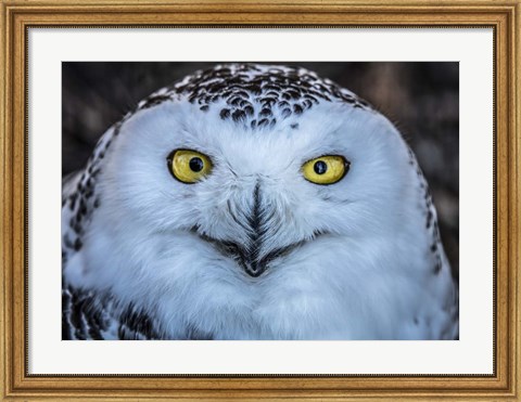 Framed Evil Owl Print