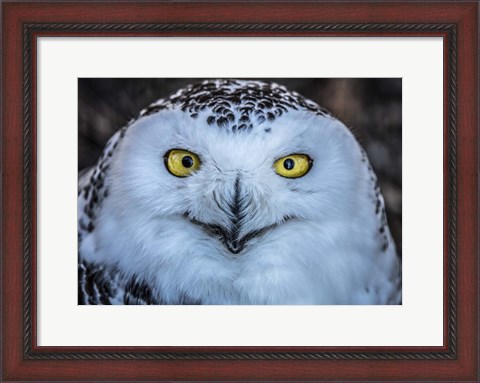 Framed Evil Owl Print