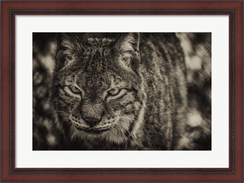 Framed Lynx Front Sepia Print