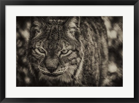 Framed Lynx Front Sepia Print