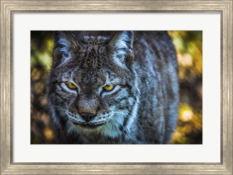 Framed Lynx Front Print