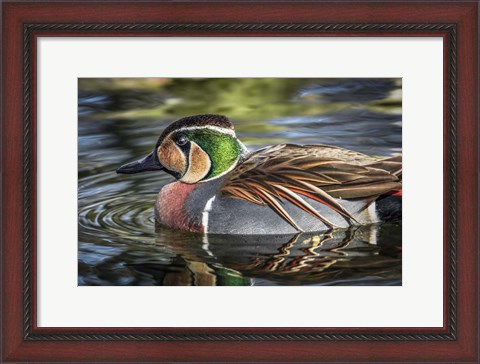 Framed Colorfull Duck Print