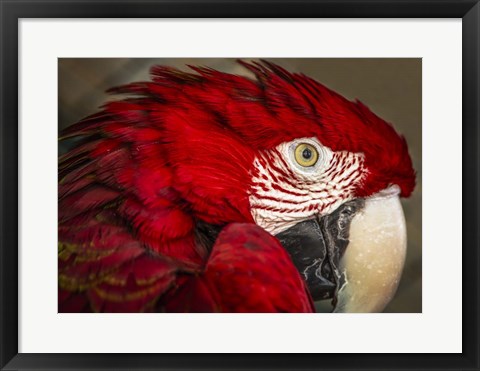 Framed Ara Parrot Close Up Print