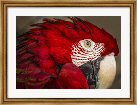 Framed Ara Parrot Close Up Print